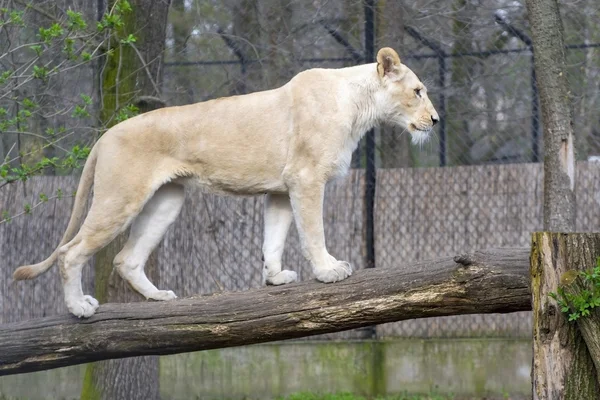 White lion (Panthera leo krugeri) — Stock Photo, Image