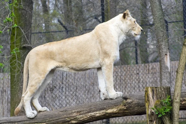 Leão branco (Panthera leo krugeri ) — Fotografia de Stock