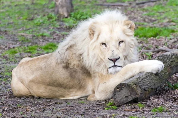 León blanco (Panthera leo krugeri ) — Foto de Stock