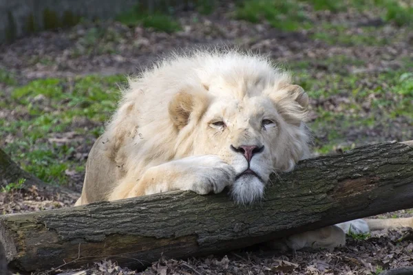 Leone bianco (Panthera leo krugeri ) — Foto Stock