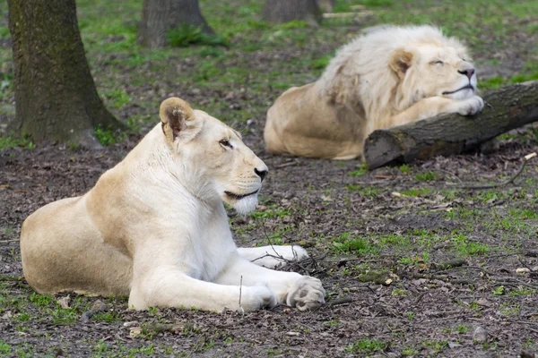 愛 - 白いライオンと雌ライオン (ライオン kruegeri 後) — ストック写真