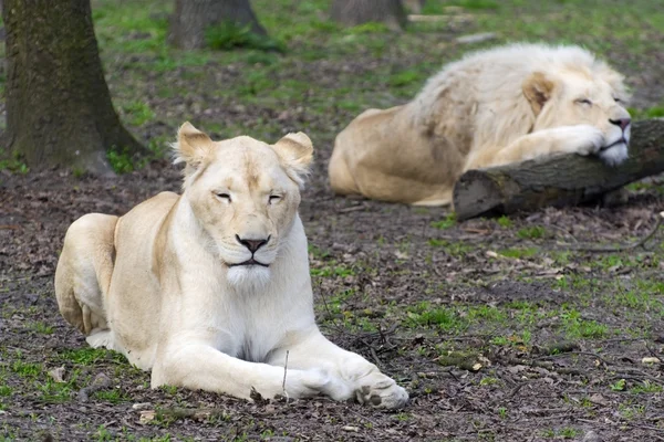 Efter kärlek - vita lejon och lejoninna (Panthera leo kruegeri) — Stockfoto