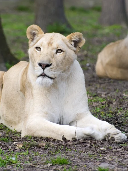 Leão branco (Panthera leo krugeri ) — Fotografia de Stock