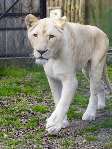 Leão branco (Panthera leo krugeri ) — Fotografia de Stock