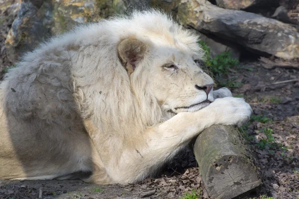 Leone bianco (Panthera leo krugeri ) — Foto Stock