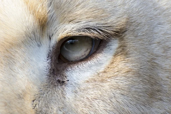 Leão branco (Panthera leo krugeri ) — Fotografia de Stock