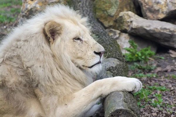 Vita lejon (Panthera leo krugeri) — Stockfoto