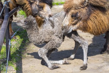 Bactrian deve (Camelus bactrianus) buzağı