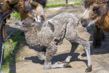 Bactrian deve (Camelus bactrianus) buzağı