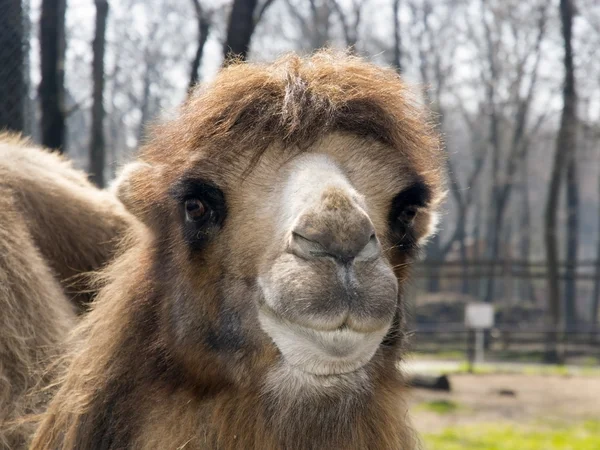 Cielę Wielbłąd dwugarbny (Camelus bactrianus) — Zdjęcie stockowe