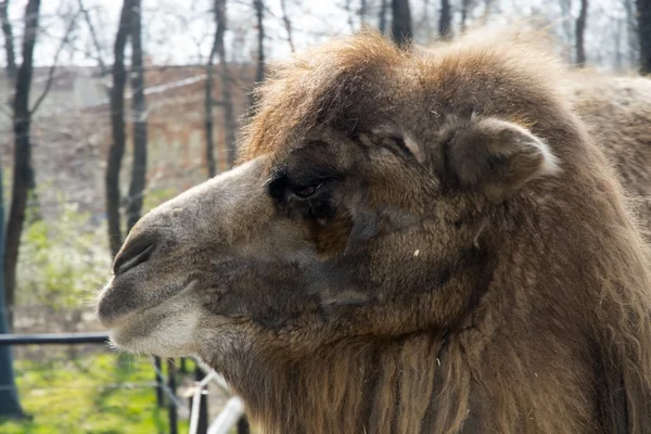 Bactrian camel (Camelus bactrianus) calf — Stock Photo, Image