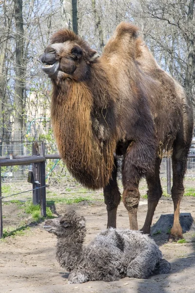 Bactrian camel (Camelus bactrianus) calf — Stock Photo, Image