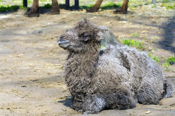 Bactrian camel (Camelus bactrianus) calf — Stock Photo, Image