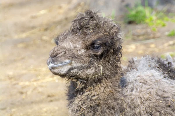 Bactrian camel (Camelus bactrianus) calf — Stock Photo, Image