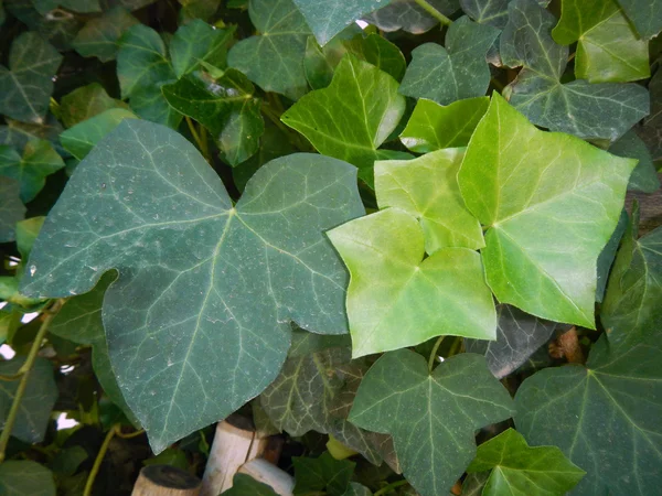 Ivy (Hedera helix İngilizce)