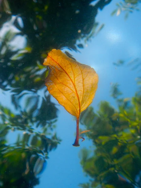 Hoja de natación bajo el agua — Foto de Stock