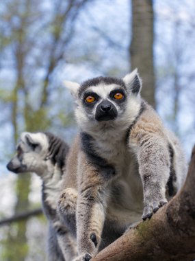 Halka kuyruklu lemur (Lemur catta)