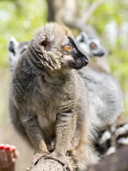 Lémure-vermelho (Eulemur rufus ) — Fotografia de Stock