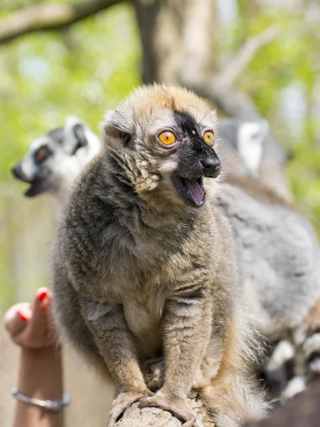 Lémure-vermelho (Eulemur rufus ) — Fotografia de Stock