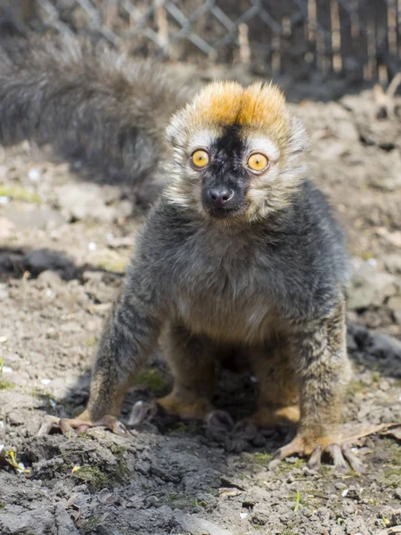 Lémure-vermelho (Eulemur rufus ) — Fotografia de Stock