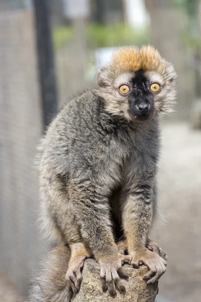 赤い lemur (Eulemur ルーファス) — ストック写真