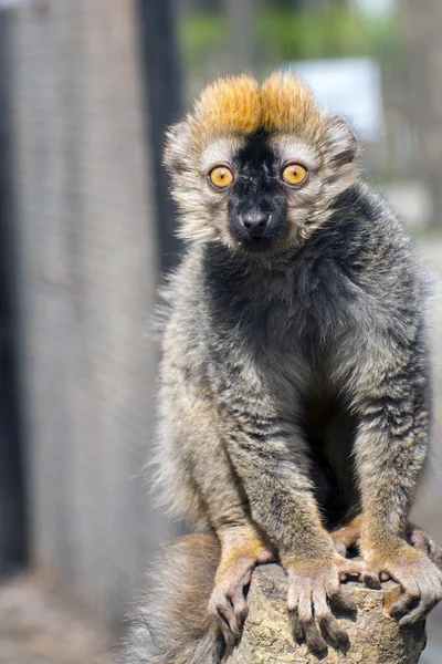 Czerwony lemur (Eulemur rufus) — Zdjęcie stockowe