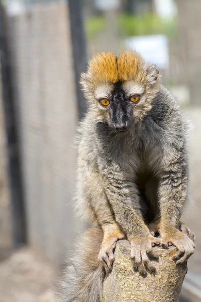 Czerwony lemur (Eulemur rufus) — Zdjęcie stockowe