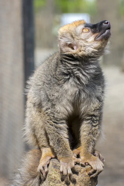 Rode lemur (Eulemur rufus) — Stockfoto