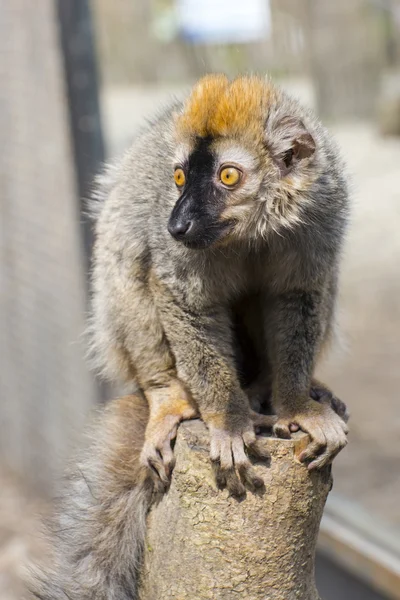 Rode lemur (Eulemur rufus) — Stockfoto