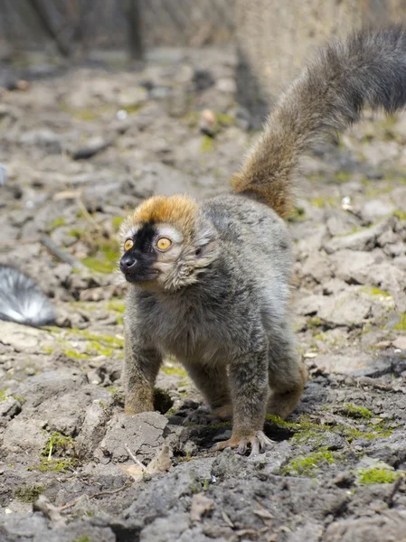 Κόκκινο λεμούριος (Eulemur rufus) — Φωτογραφία Αρχείου