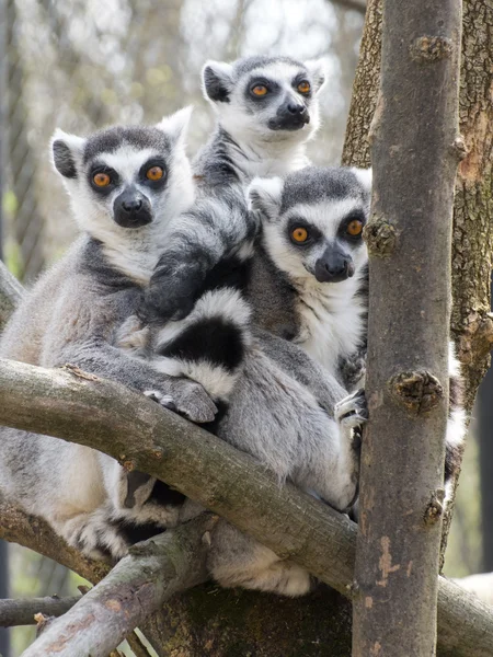 Sormushäntämaki (Lemur catta) — kuvapankkivalokuva