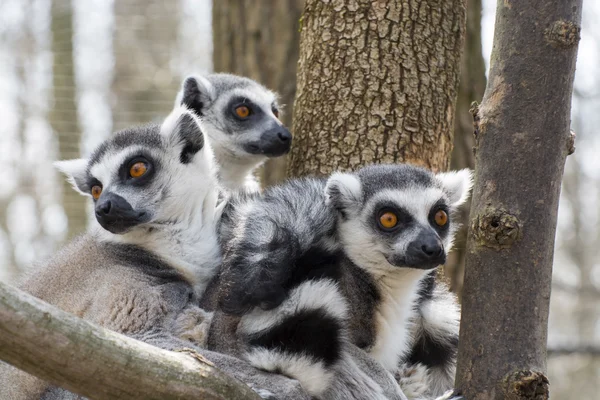 Ringstaartmaki (Lemur catta)) — Stockfoto