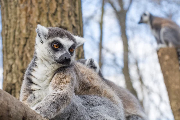 Sormushäntämaki (Lemur catta) — kuvapankkivalokuva