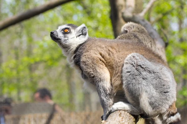 Lémure-de-cauda-anelada (Lemur catta) — Fotografia de Stock