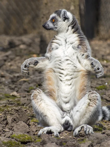 Ringstaartmaki (Lemur catta)) — Stockfoto