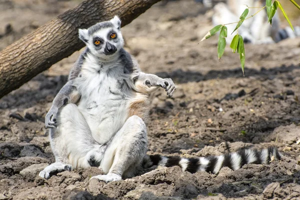 Ringstaartmaki (Lemur catta)) — Stockfoto