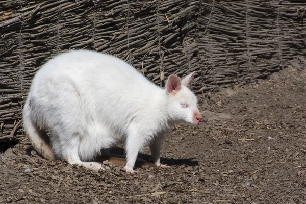 Weißes Rothalswallaby (macropus rufogriseus)) — Stockfoto