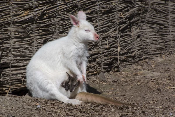 Wallaby de pescoço vermelho branco (Macropus rufogriseus ) — Fotografia de Stock