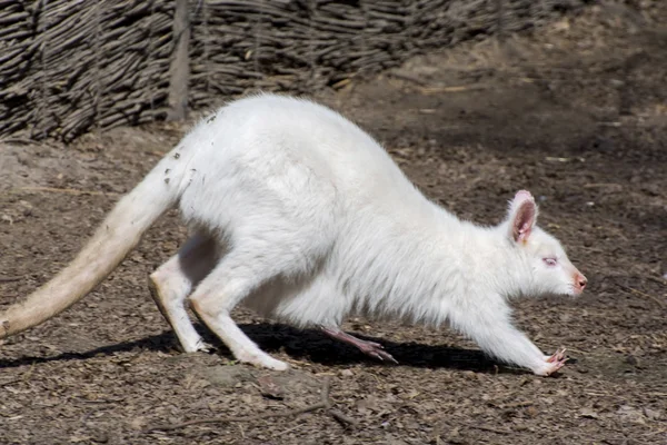 Wallaby de pescoço vermelho branco (Macropus rufogriseus ) — Fotografia de Stock