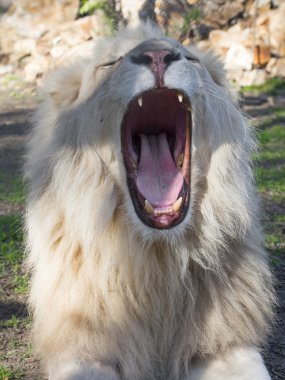 Beyaz Aslan (Panthera leo krugeri)