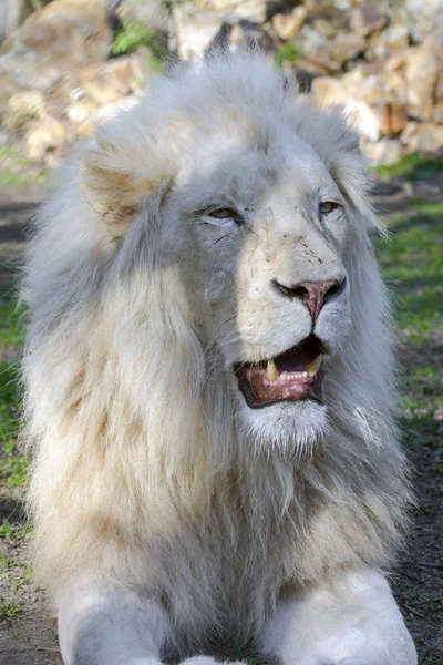 Vita lejon (Panthera leo krugeri) — Stockfoto