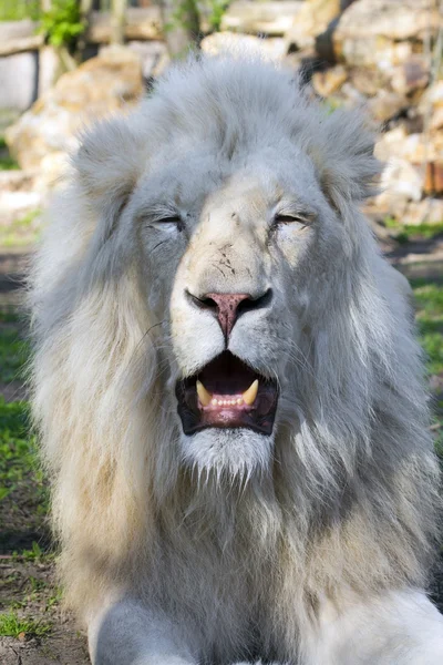 Λευκό λιοντάρι (Panthera leo krugeri) — Φωτογραφία Αρχείου