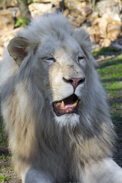 Λευκό λιοντάρι (Panthera leo krugeri) — Φωτογραφία Αρχείου