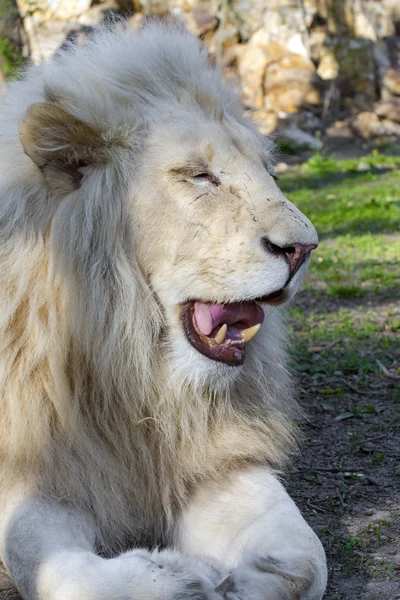 Witte Leeuw (Panthera leo krugeri) — Stockfoto