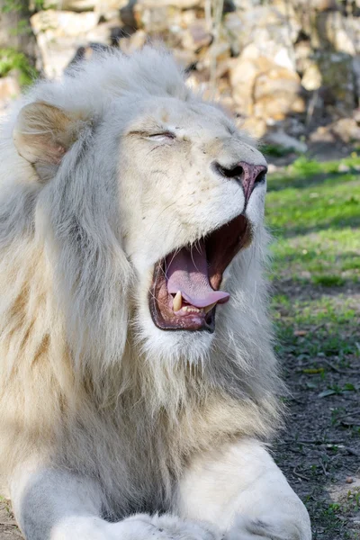 Vita lejon (Panthera leo krugeri) — Stockfoto