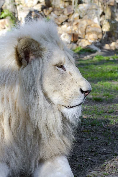 白狮子 (非洲狮 krugeri) — 图库照片