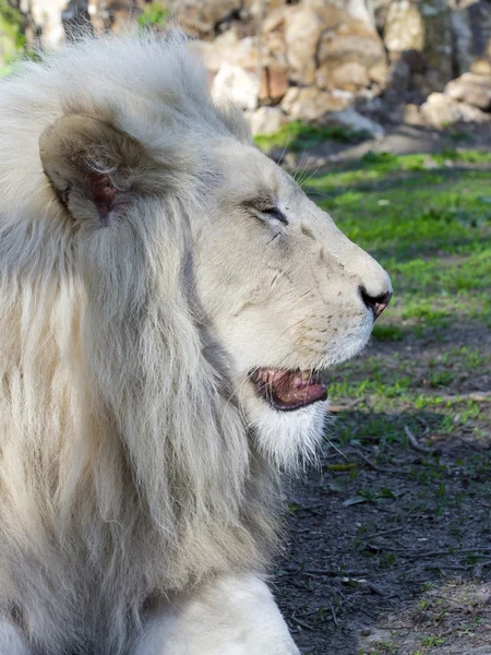 Leone bianco (Panthera leo krugeri ) — Foto Stock