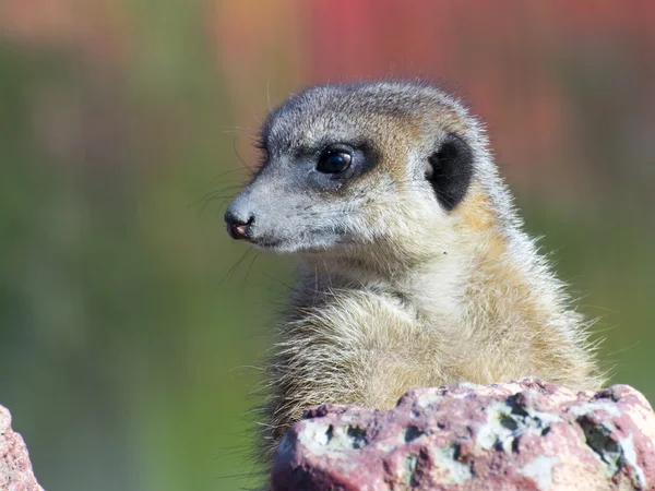 Meerkat (suricata suricatta) — Stockfoto
