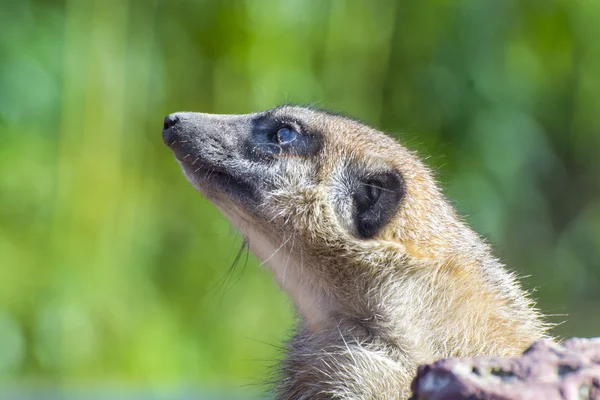 Surikat (suricata suricatta) — Stockfoto