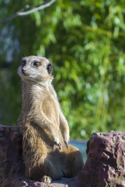 Meerkat (suricata suricatta) — Stockfoto